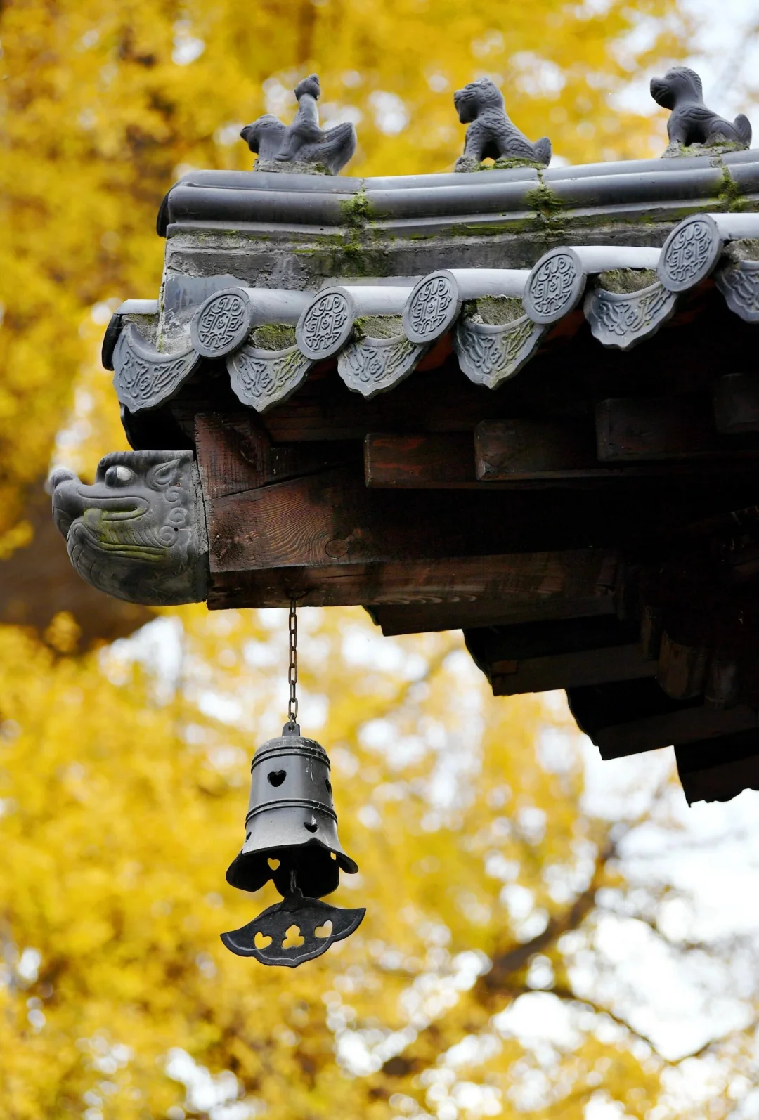 西安千年顶流银杏树📸李世民手植银杏黄了