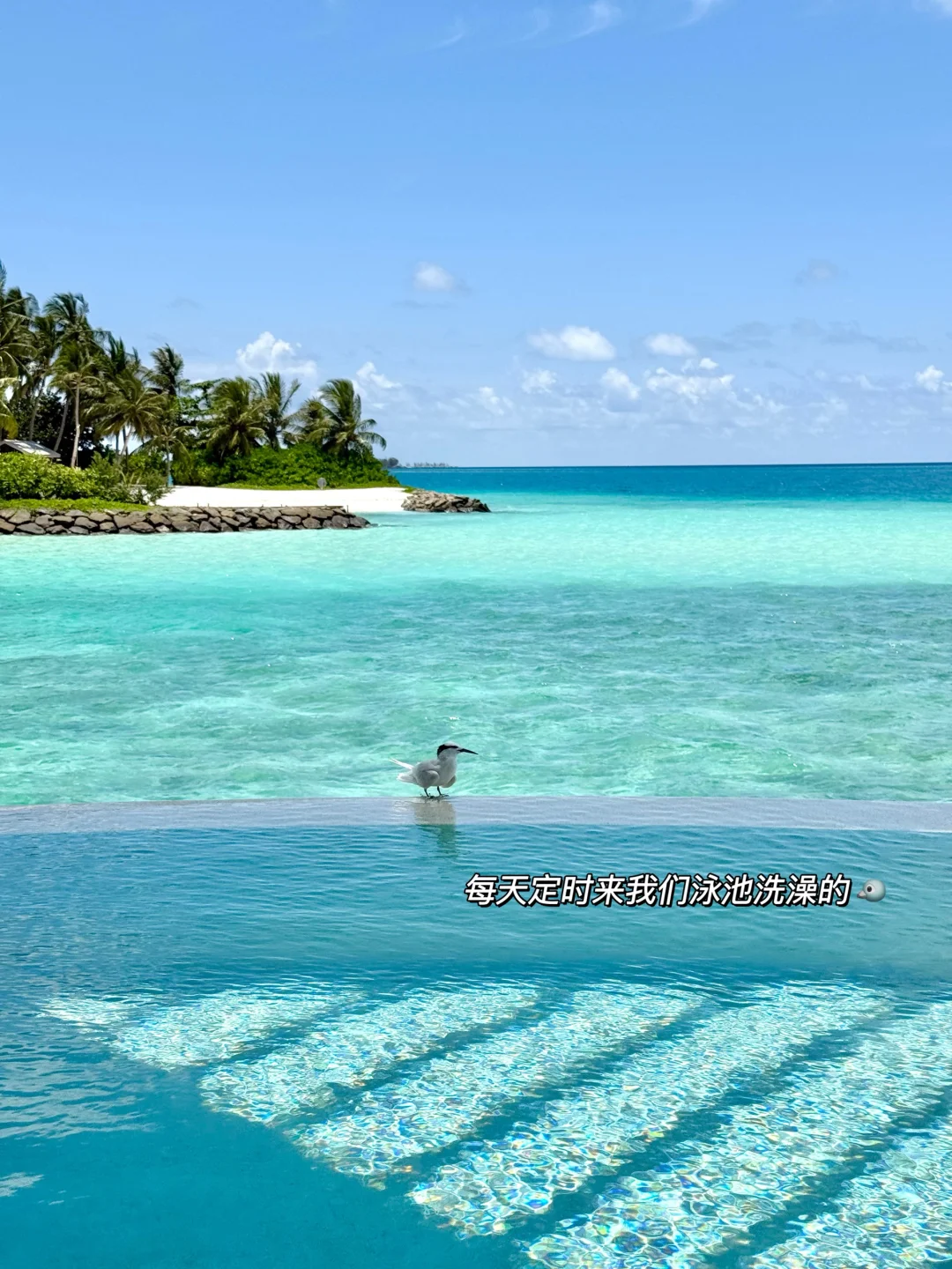 二胎小夫妻 马尔代夫度蜜月🤣我的爽文人生