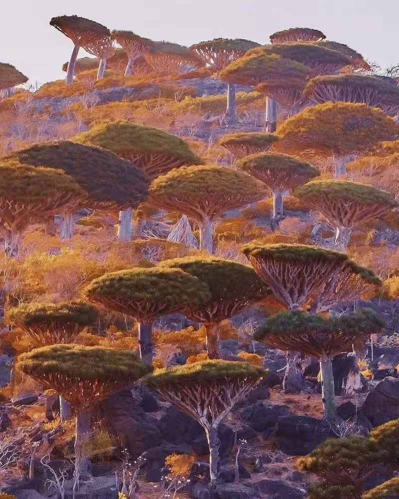 索科特拉群岛：地球上的外星世界