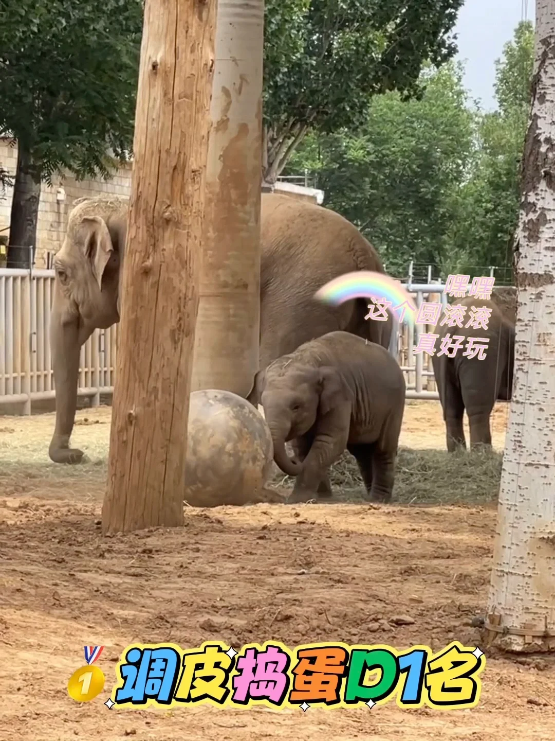 石家庄动物园｜这里开心就像呼吸一样简单‼️