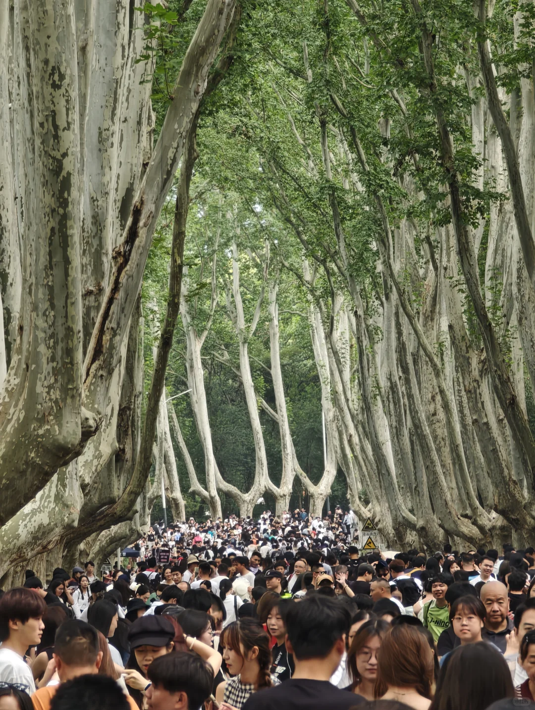 2025.10.1中午11点45，梧桐大道