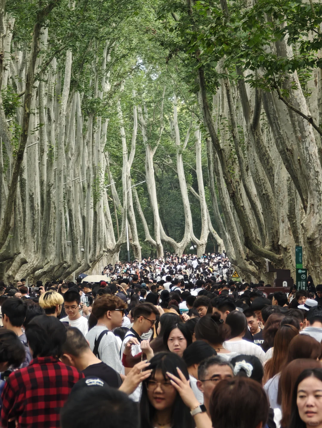 2025.10.1中午11点45，梧桐大道