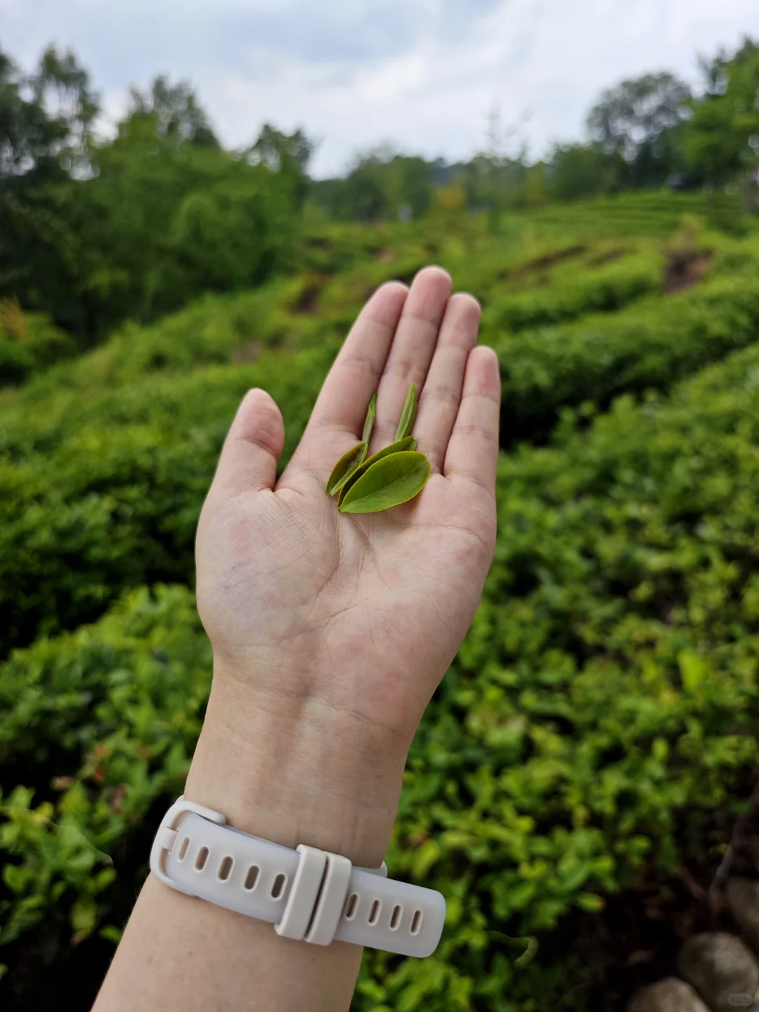 信阳📍🌳一个巨大的绿色能量场（含攻略