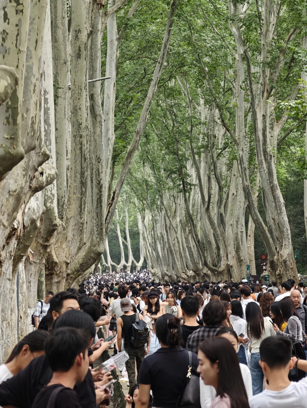 2025.10.1中午11点45，梧桐大道