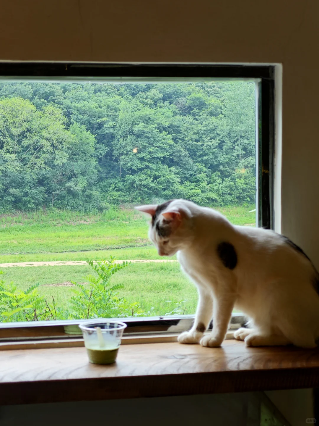 信阳📍🌳一个巨大的绿色能量场（含攻略
