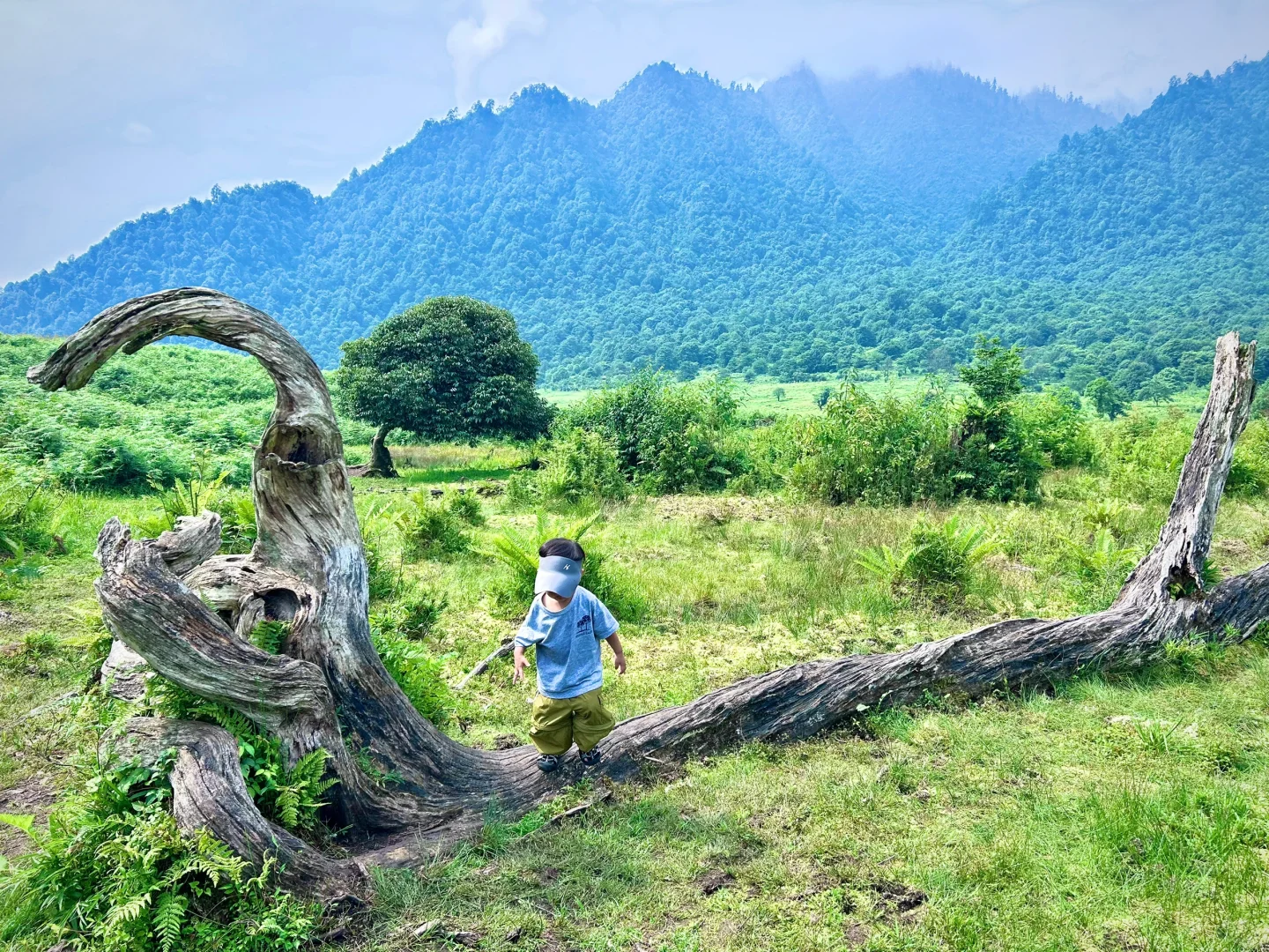 不想爬山又想凉快且绿植茂盛的地方