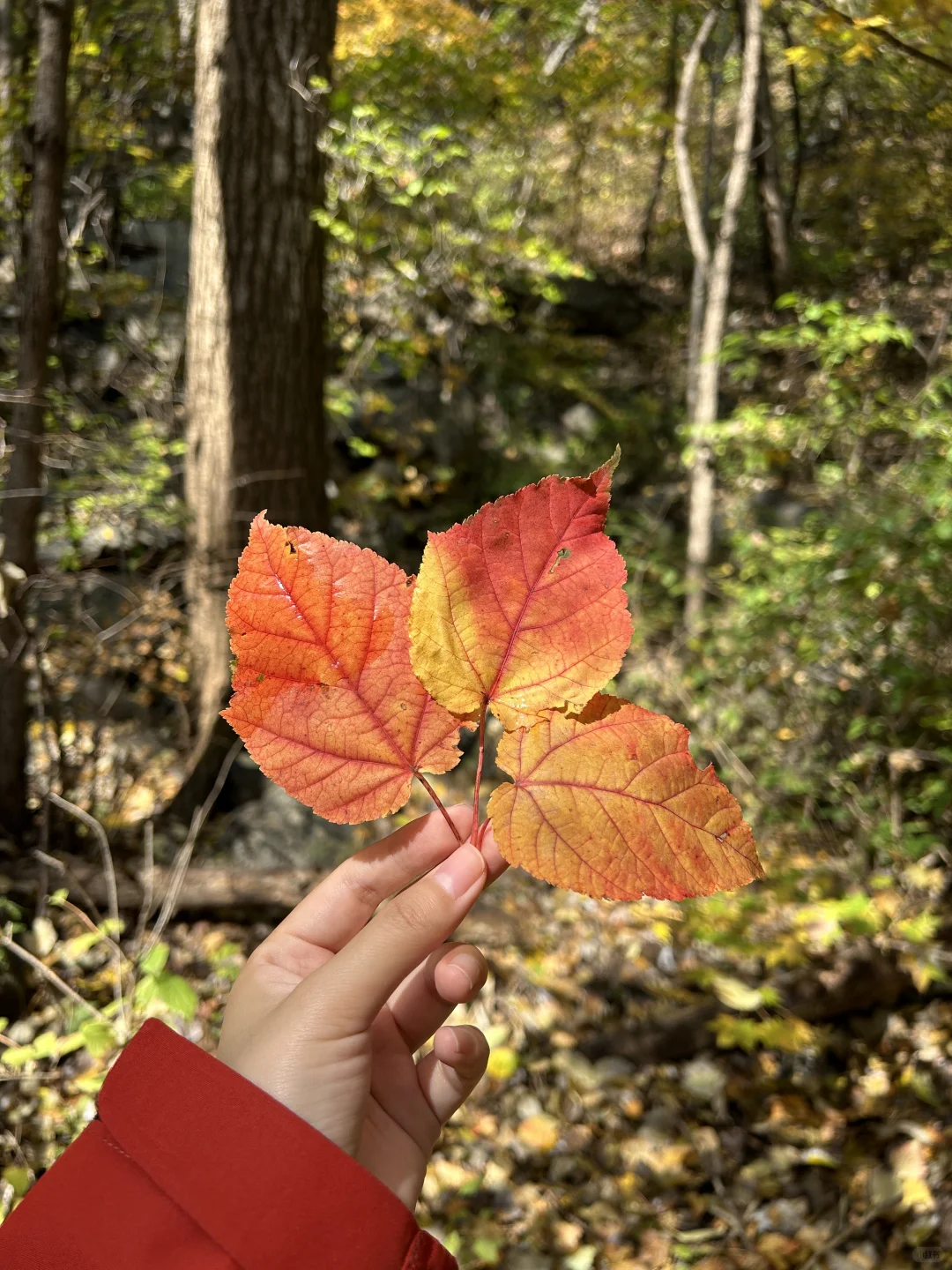 ⛰️雾灵山 | 打卡在京爬第6️⃣座山！（非自驾）