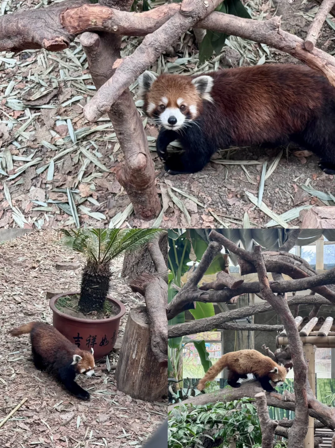 📍延吉-长白山-长春 四日游（五一游玩）