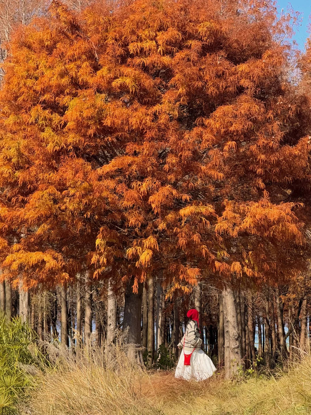 大理的秋天🍂每一帧都是人生Live呀！！！！