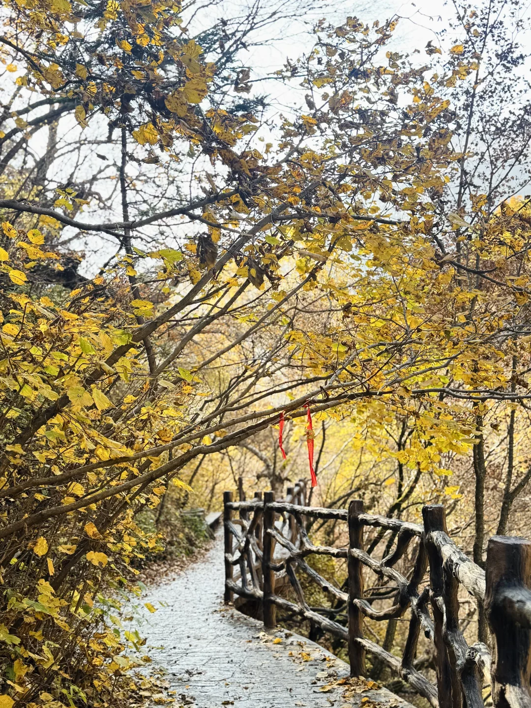 京津自驾4h｜辉川赏秋 人不多 叶子还在🍂