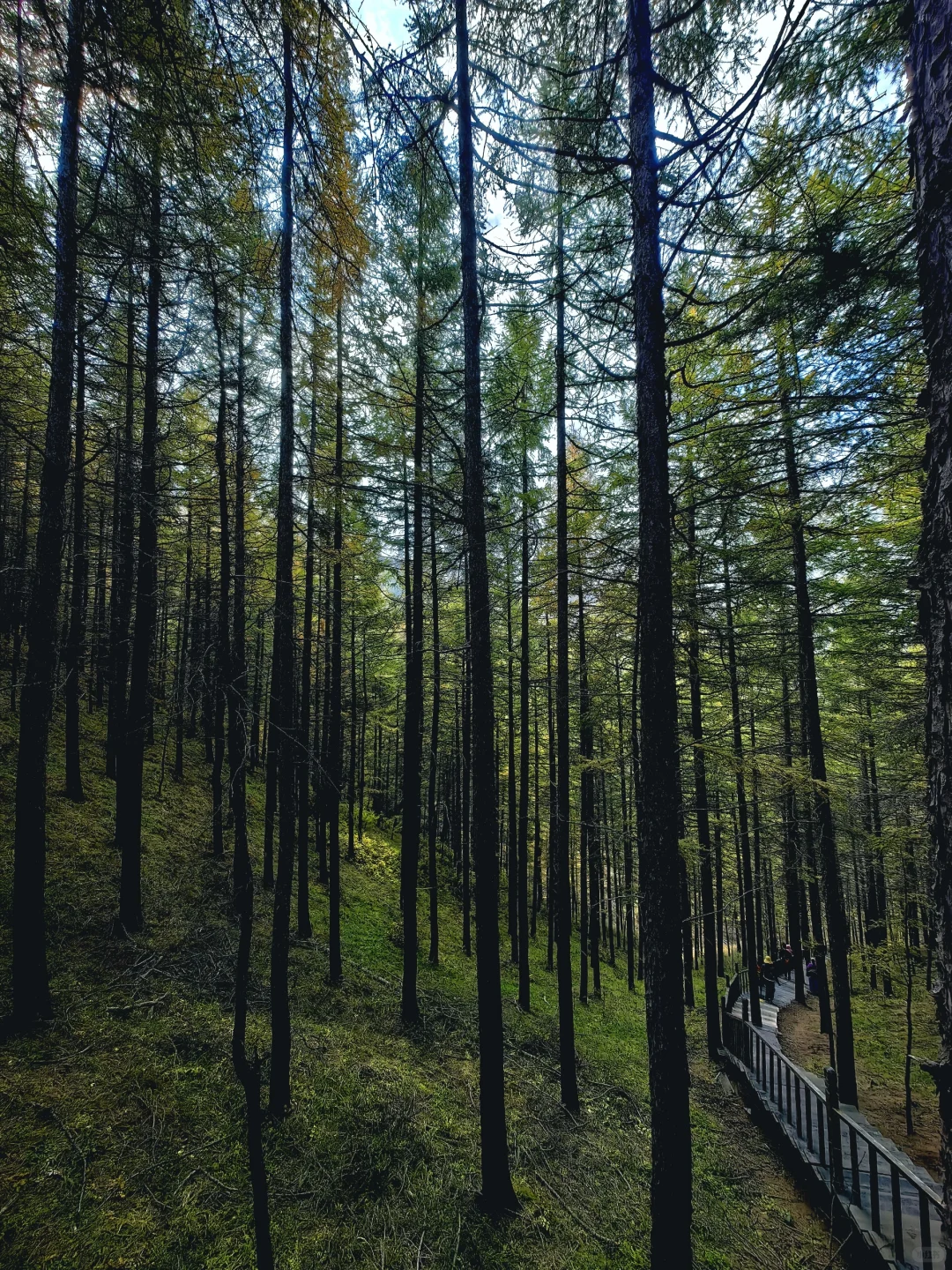 📍乌兰察布·苏木山森林公园