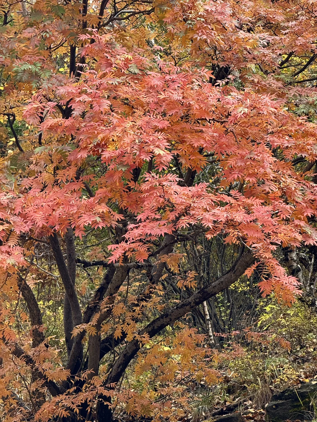 京津自驾4h｜辉川赏秋 人不多 叶子还在🍂