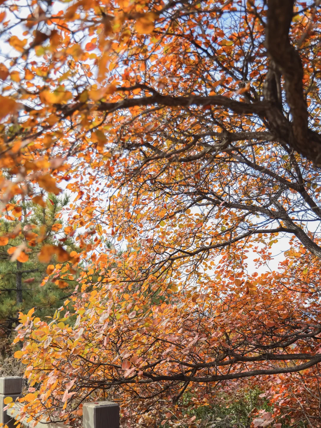 发朋友圈被问爆的绝美红叶谷🍁附地图