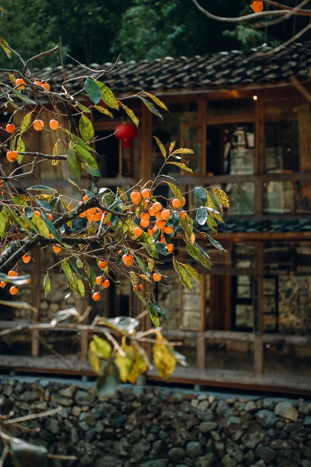 “接下来的屏南,堪称福建中式秋景天花板”