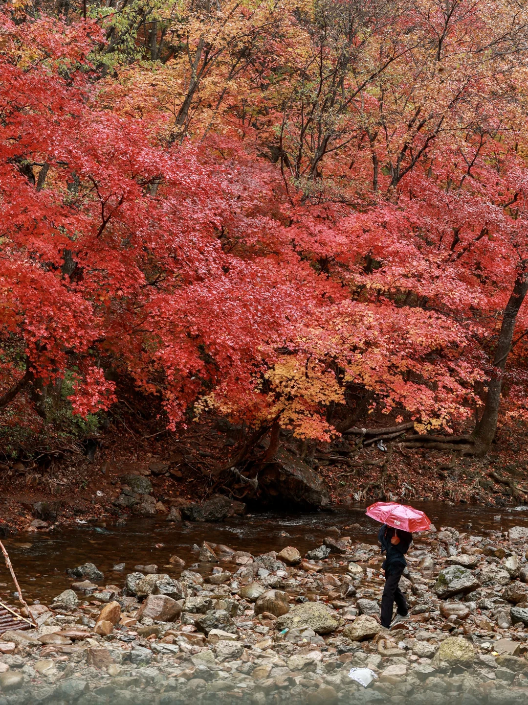 接下来的本溪，将是国内赏秋🍁最佳旅行地！！