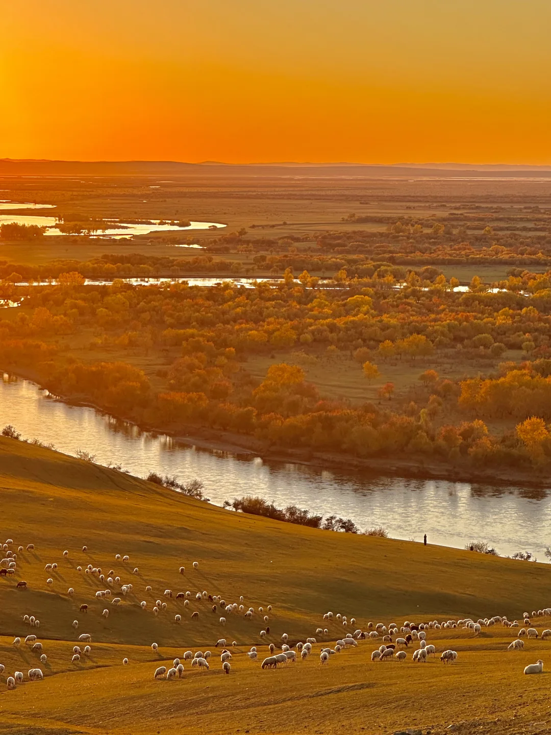 10.1实况live🍂呼伦贝尔的秋天美疯了啊啊😭