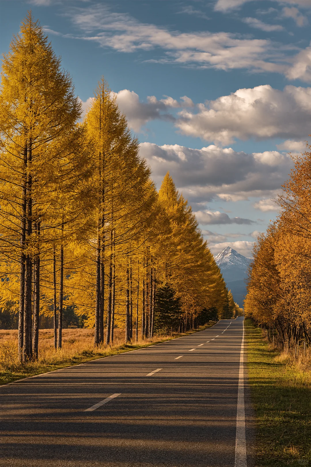 北纬47°的秋天，美成一幅油画！