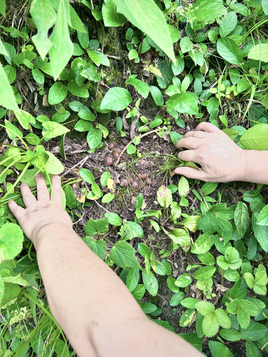 不想爬山又想凉快且绿植茂盛的地方