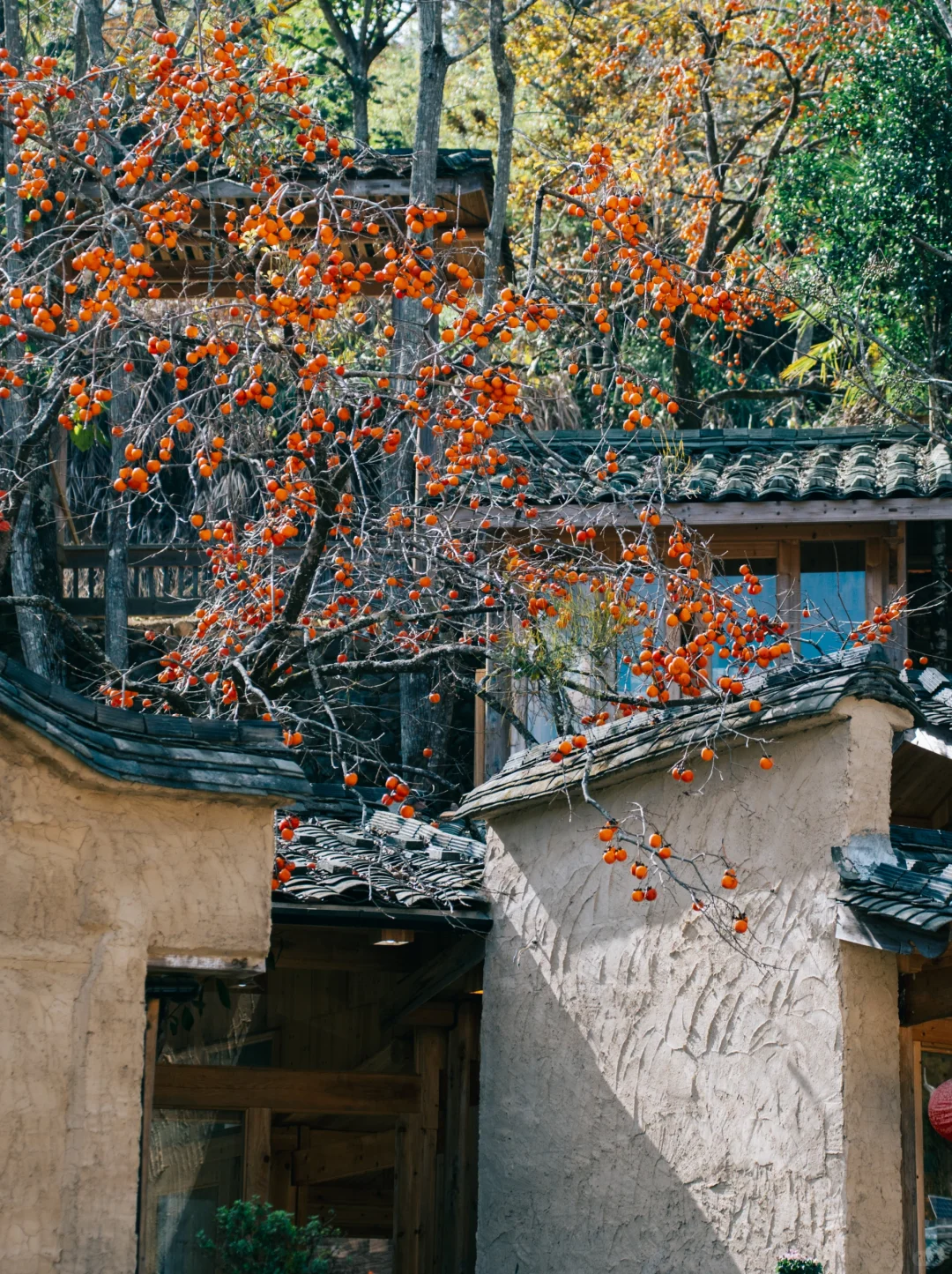 “接下来的屏南,堪称福建中式秋景天花板”