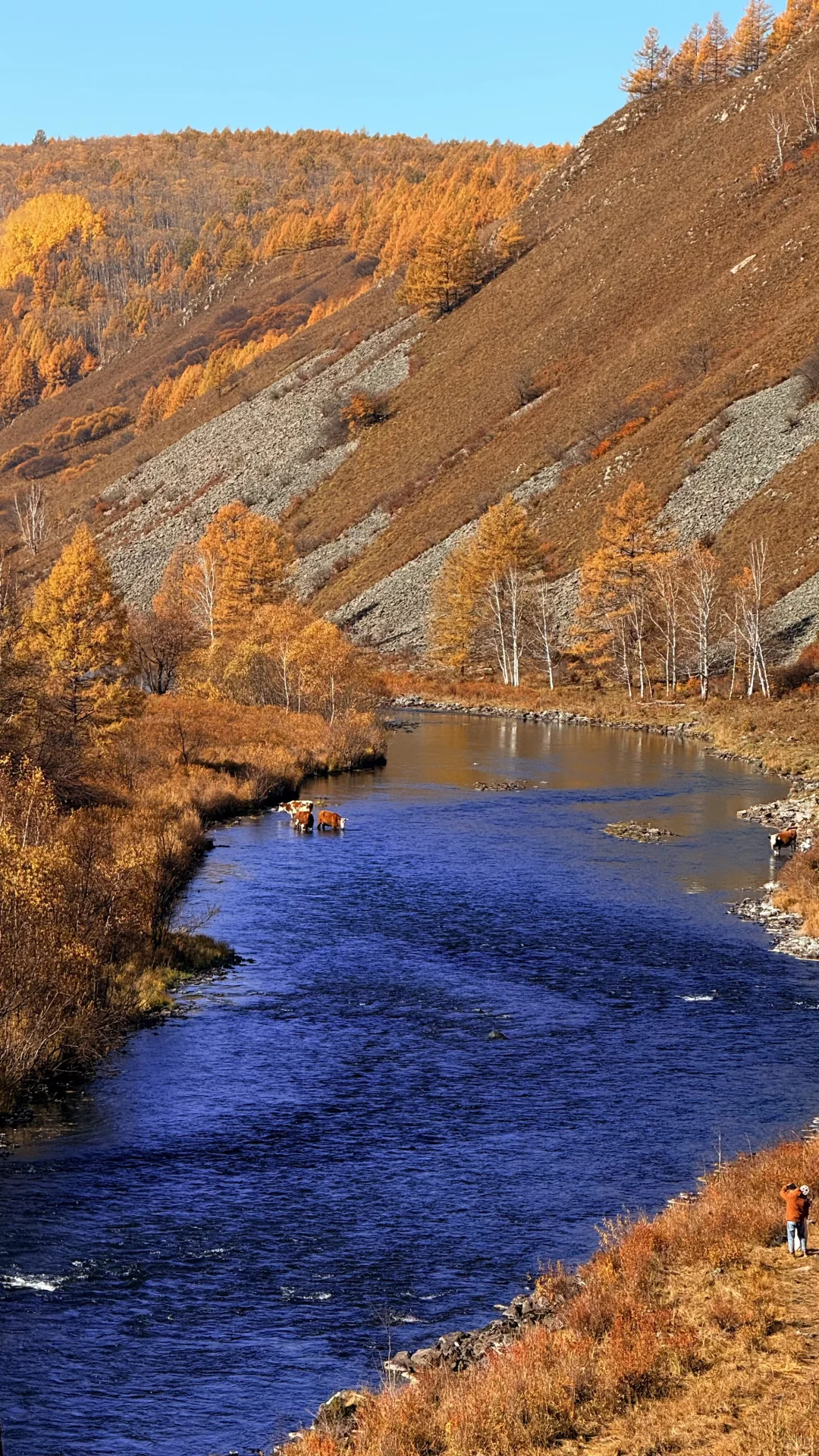 用18张live 打开大兴安岭的秋