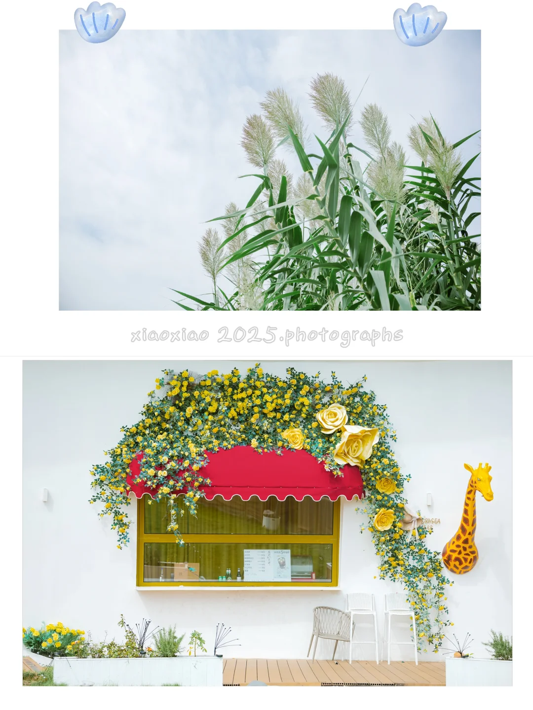 青岛亲子游天花板| 海之恋+小麦岛旅游攻略