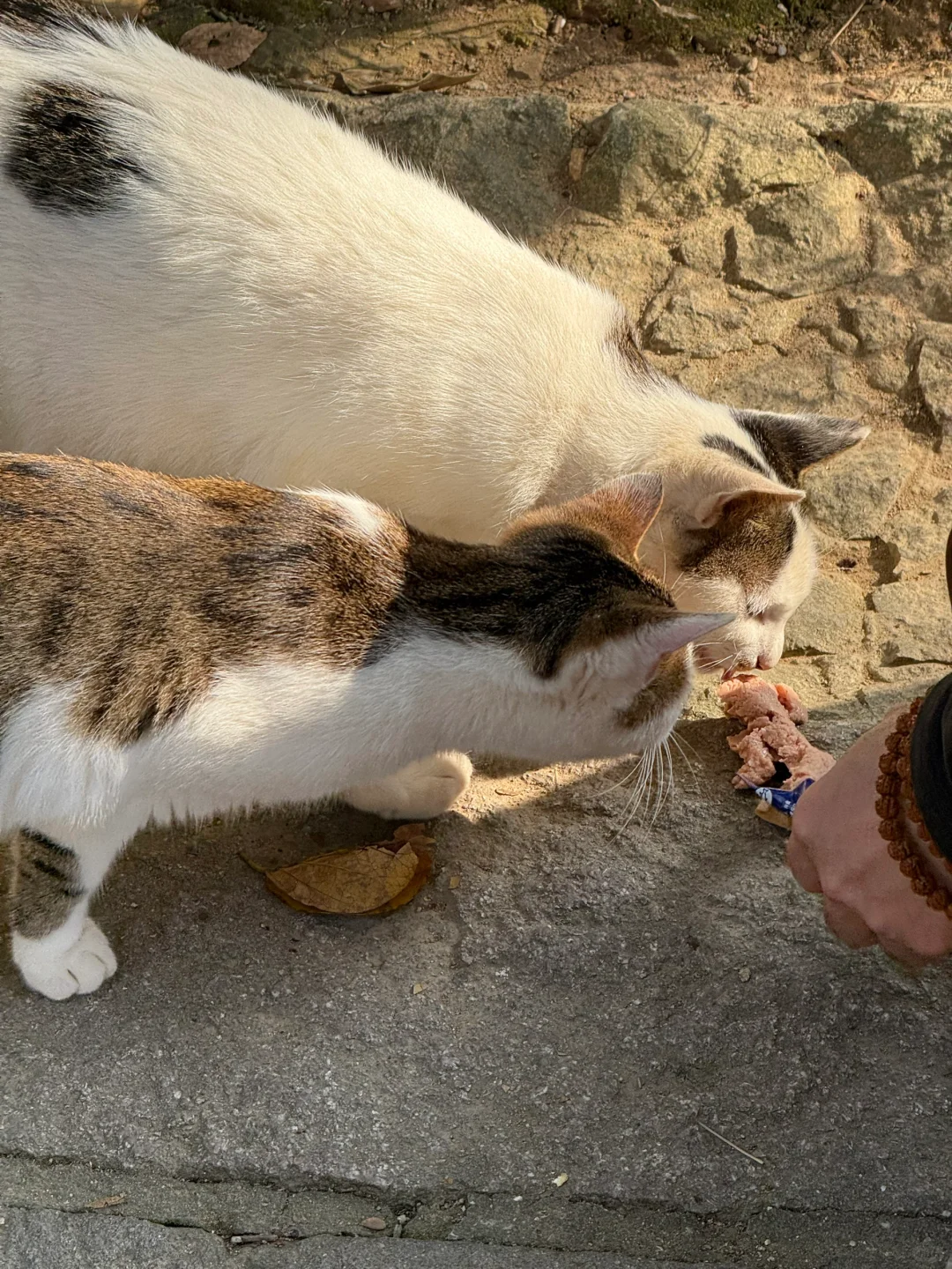 🌟 普陀山：一个人的朝圣之旅