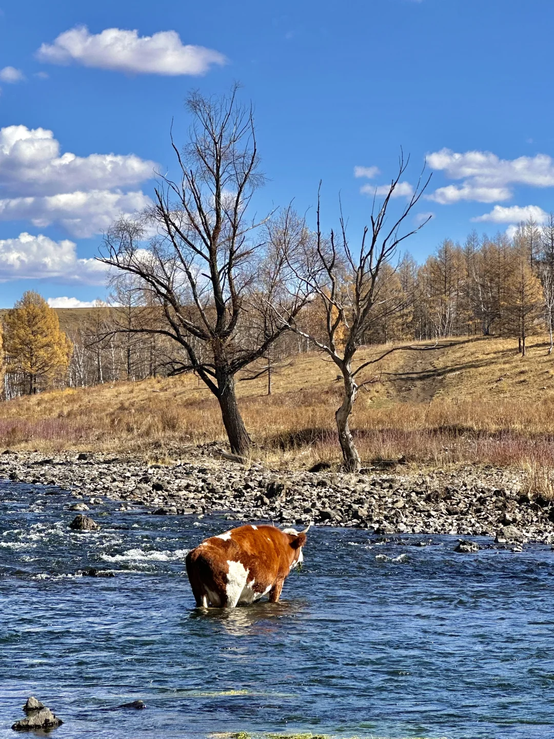10.1实况live🍂呼伦贝尔的秋天美疯了啊啊😭