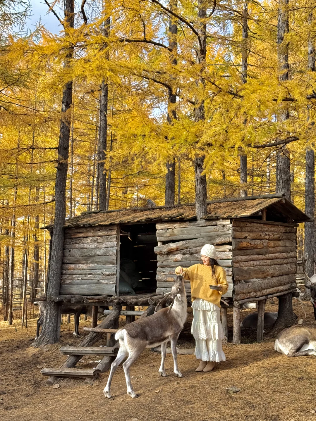 10.1实况live🍂呼伦贝尔的秋天美疯了啊啊😭