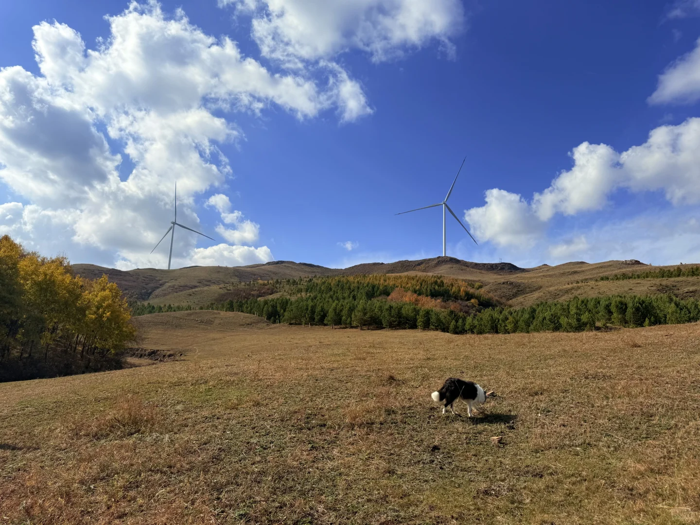 🍂 环京秋日自驾天花板！去奔赴一场秋景