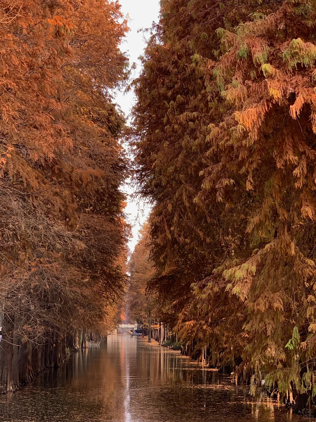 接下来的杭州…堪称秋日旅行天花板！（live版