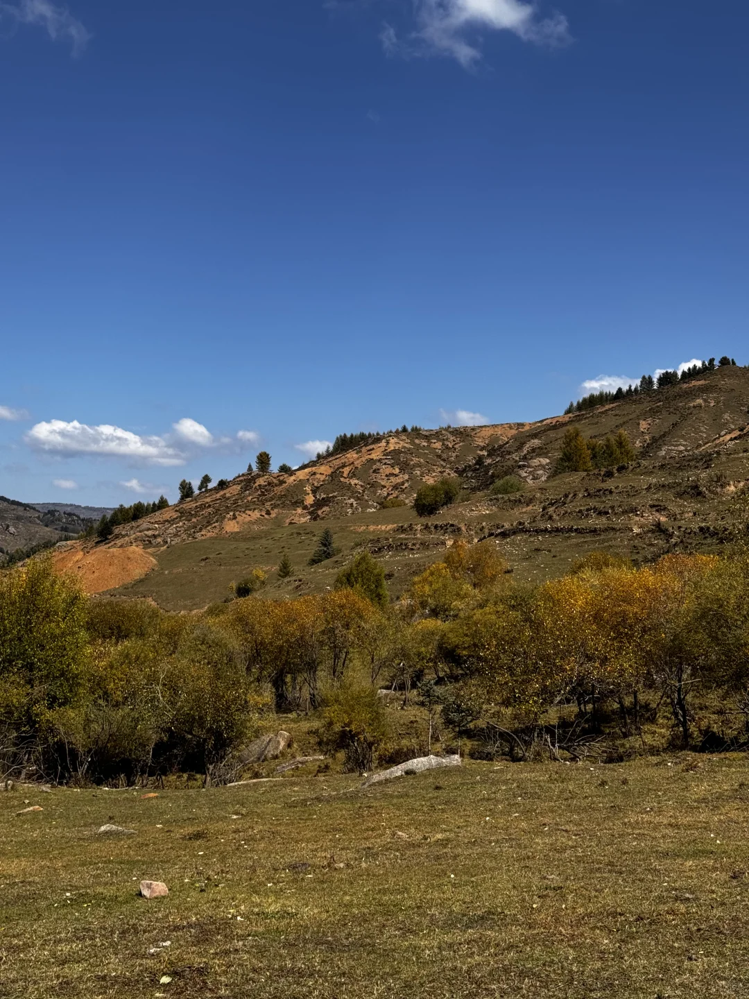 你可以永远相信芦芽山的秋日森林