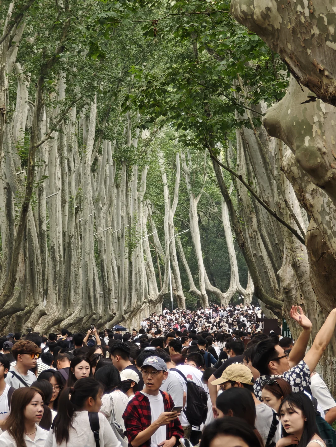 2025.10.1中午11点45，梧桐大道