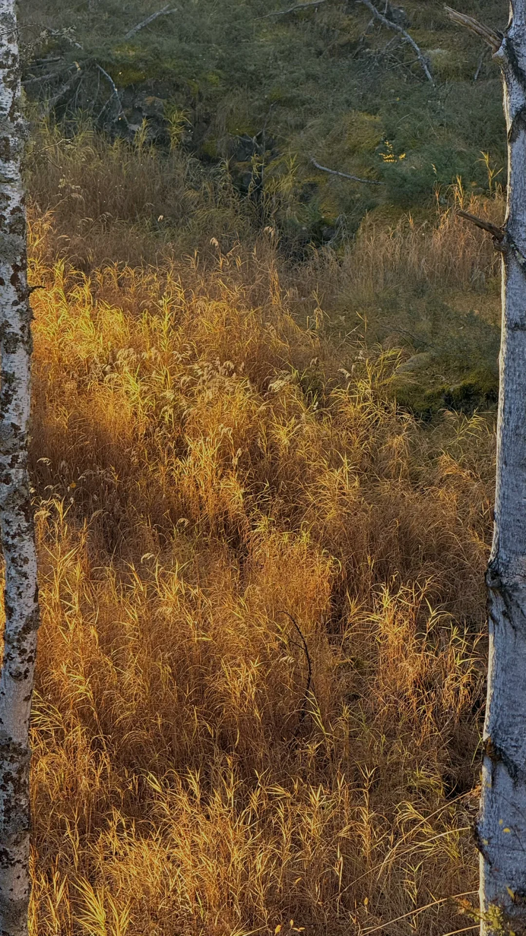 用18张live 打开大兴安岭的秋