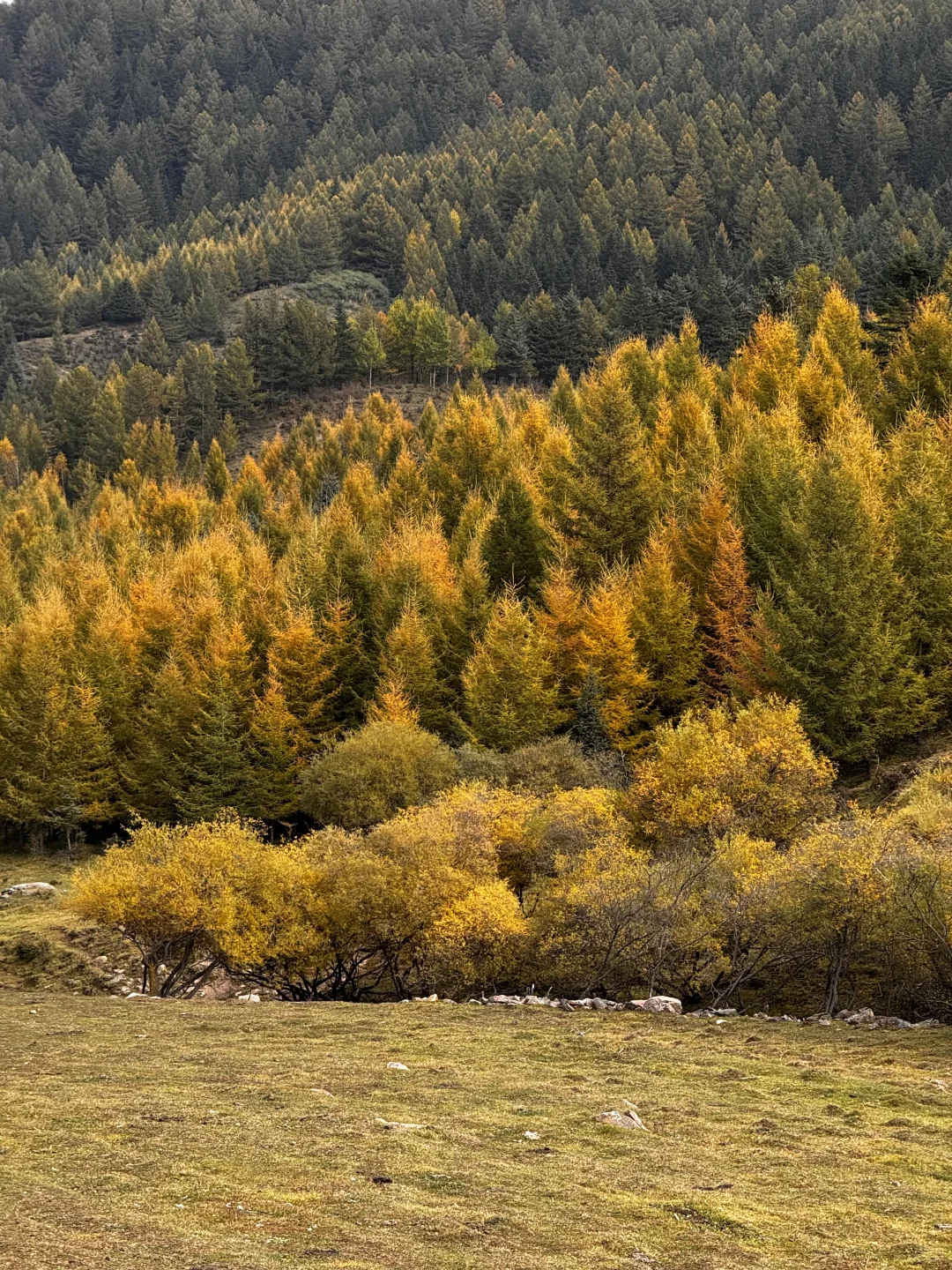 你可以永远相信芦芽山的秋日森林