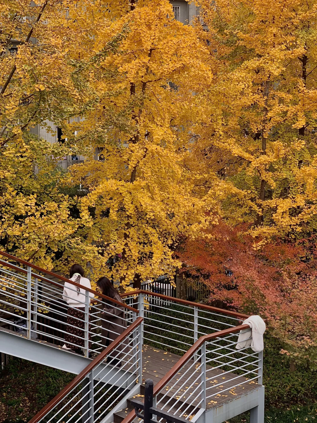 接下来的杭州…堪称秋日旅行天花板！（live版