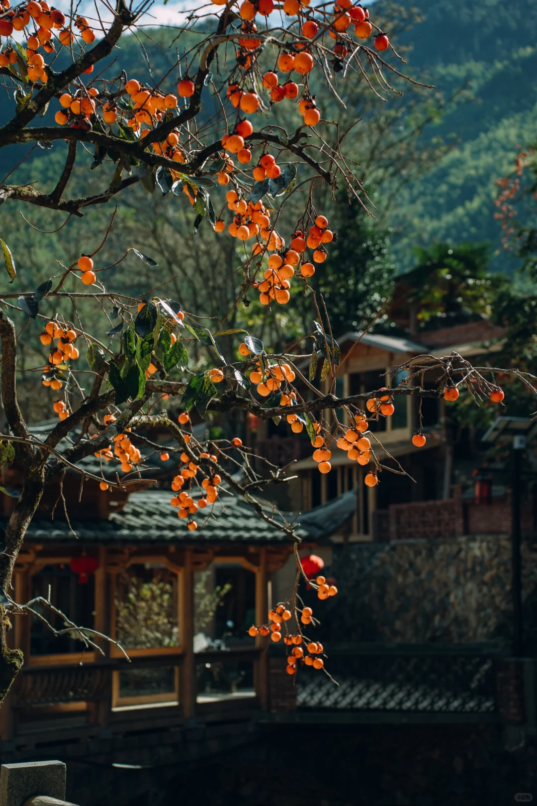 “接下来的屏南,堪称福建中式秋景天花板”