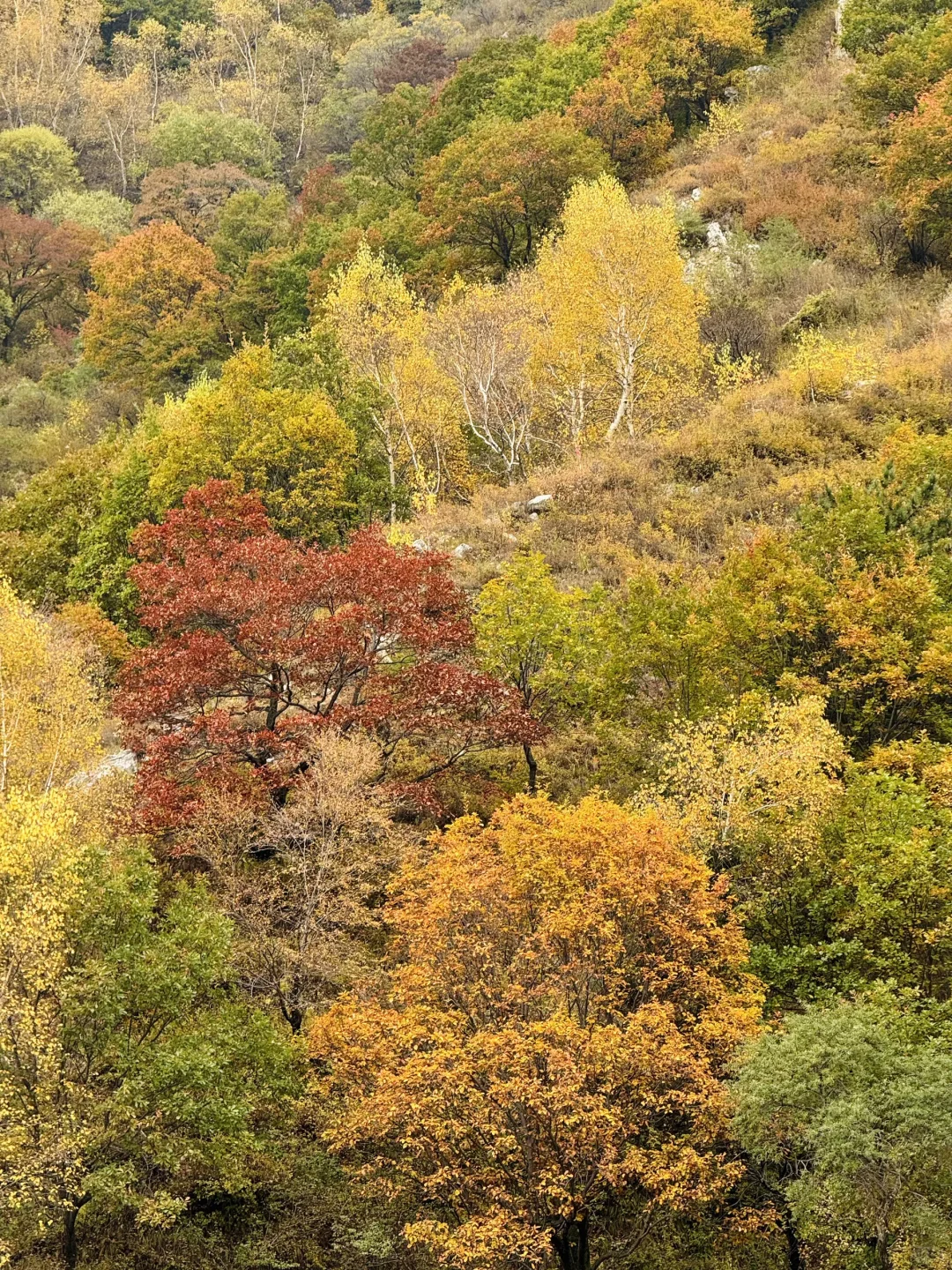 京津自驾4h｜辉川赏秋 人不多 叶子还在🍂