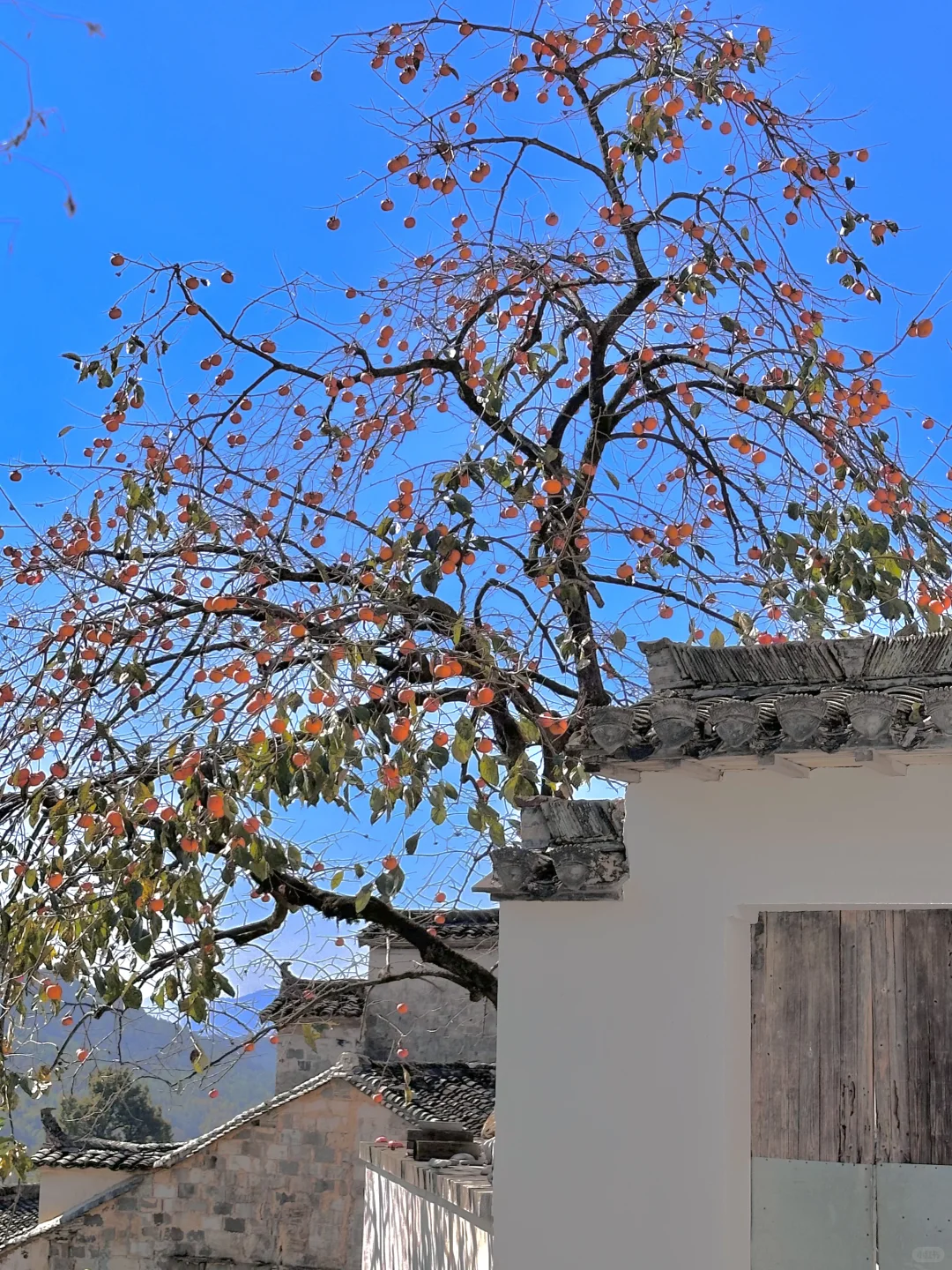 为这“柿柿如意”，特意去了趟皖南🍅