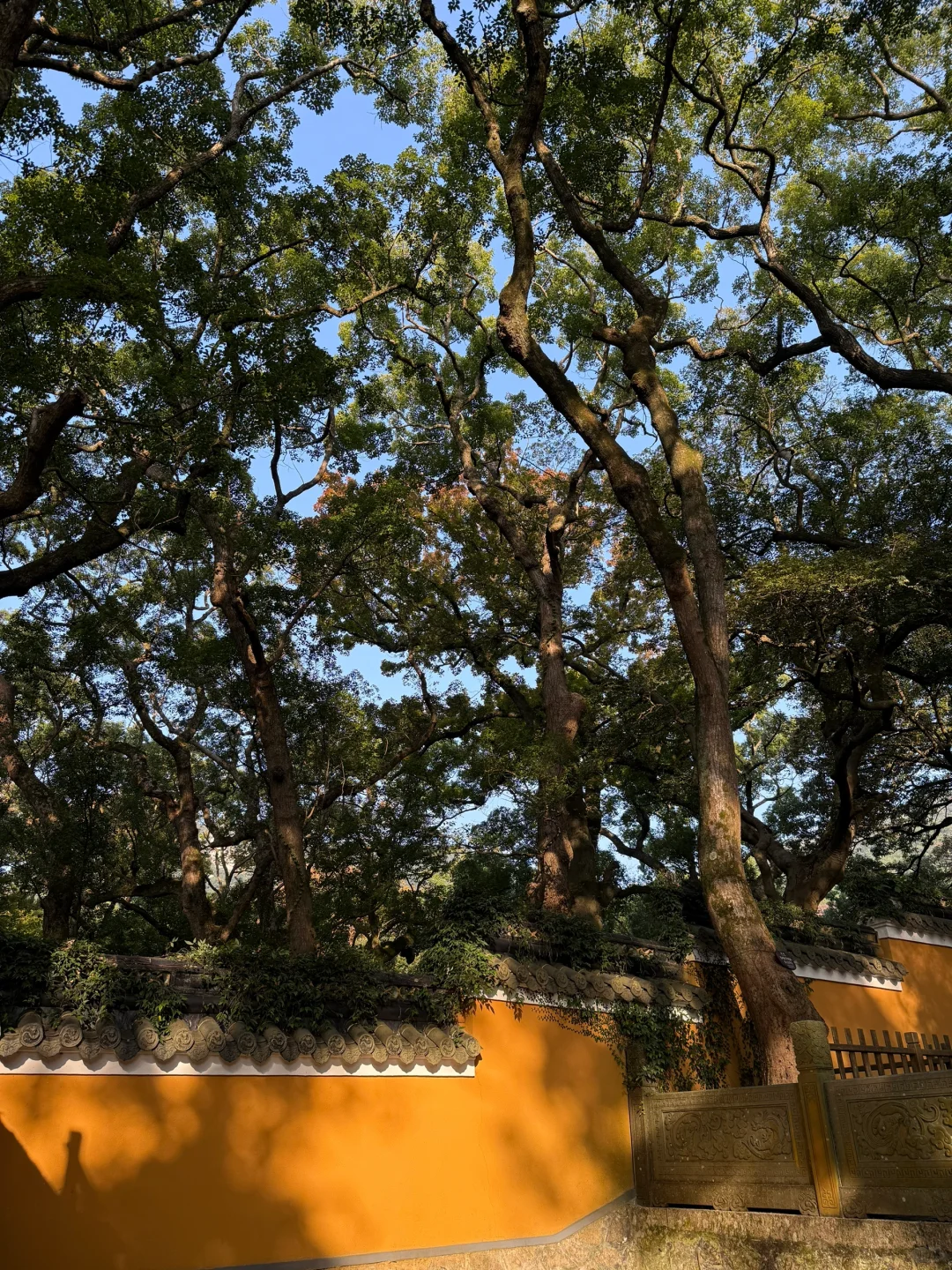 🌟 普陀山：一个人的朝圣之旅