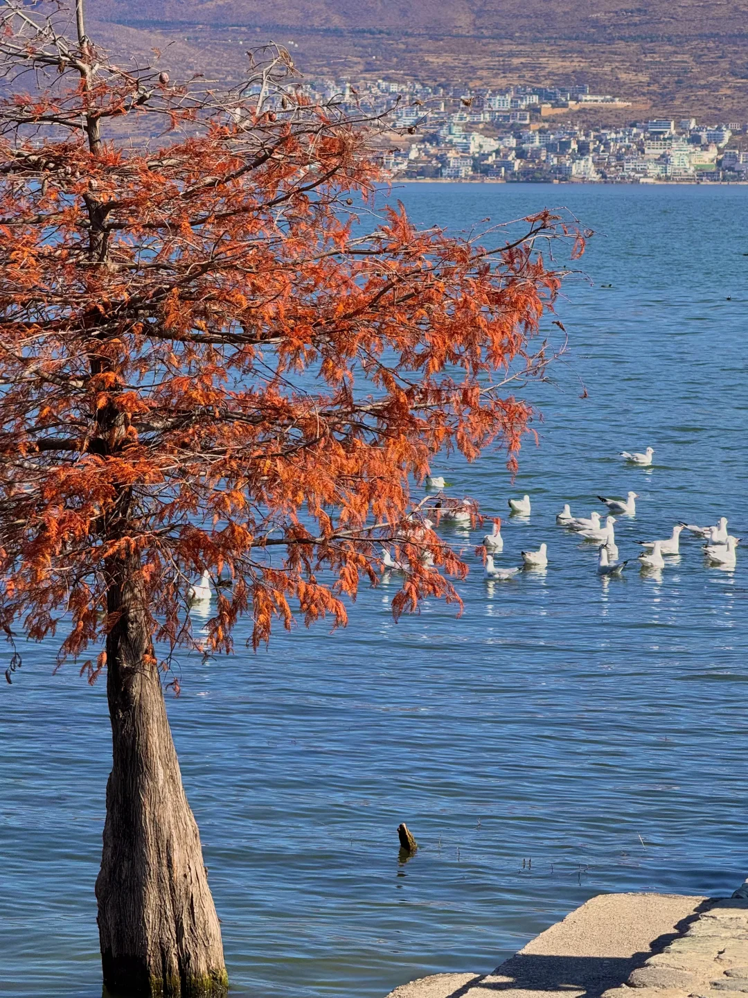 大理的秋天🍂每一帧都是人生Live呀！！！！
