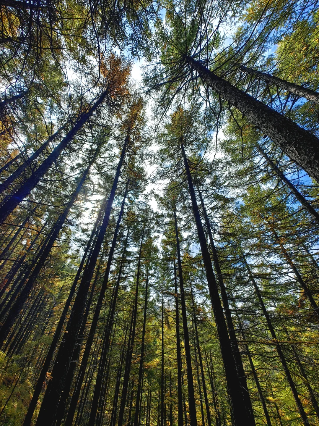 📍乌兰察布·苏木山森林公园