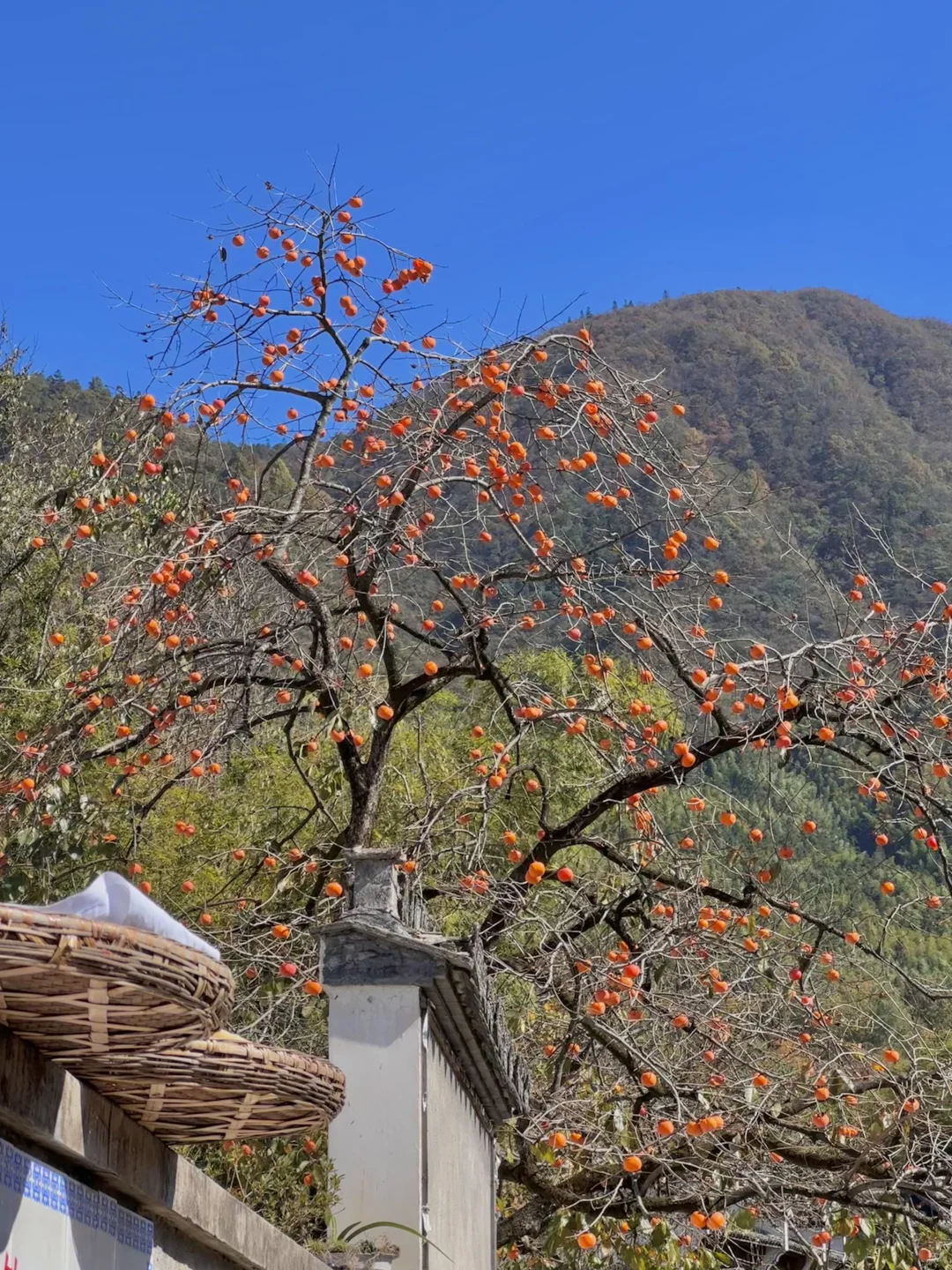 为这“柿柿如意”，特意去了趟皖南🍅