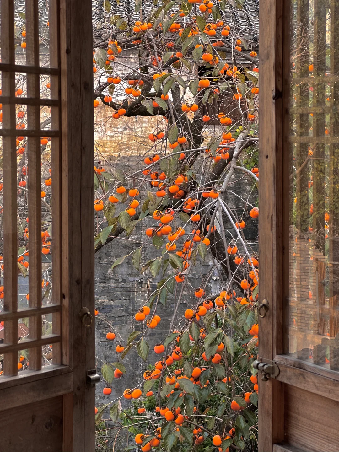 为这“柿柿如意”，特意去了趟皖南🍅