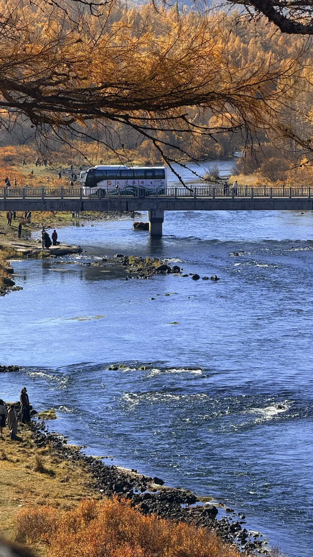 用18张live 打开大兴安岭的秋