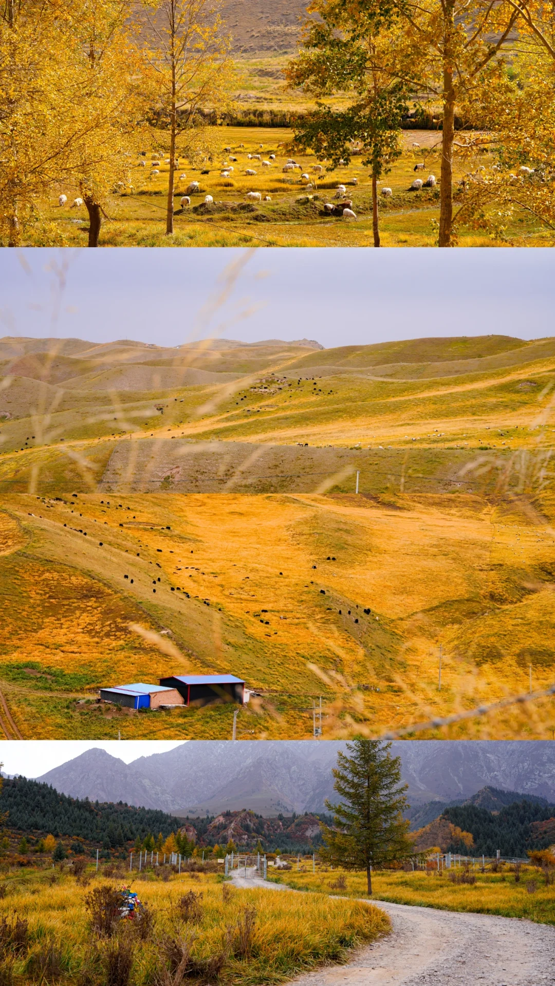 张掖还是太权威了