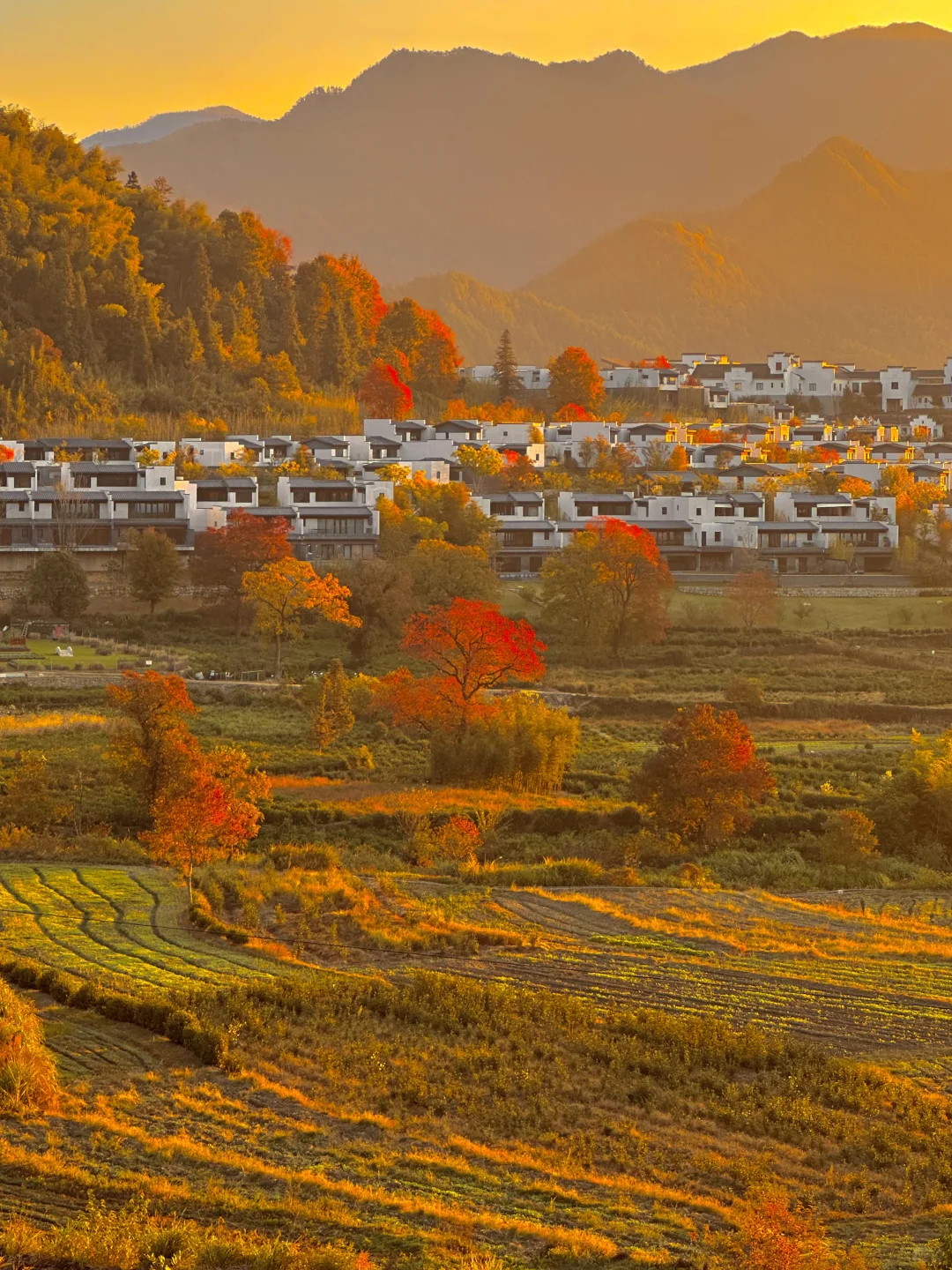 为这“柿柿如意”，特意去了趟皖南🍅