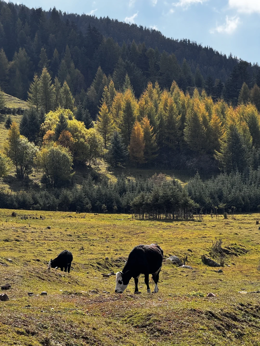 你可以永远相信芦芽山的秋日森林