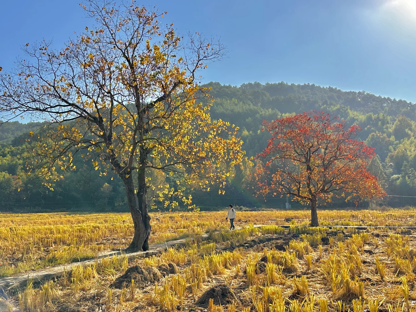为这“柿柿如意”，特意去了趟皖南🍅