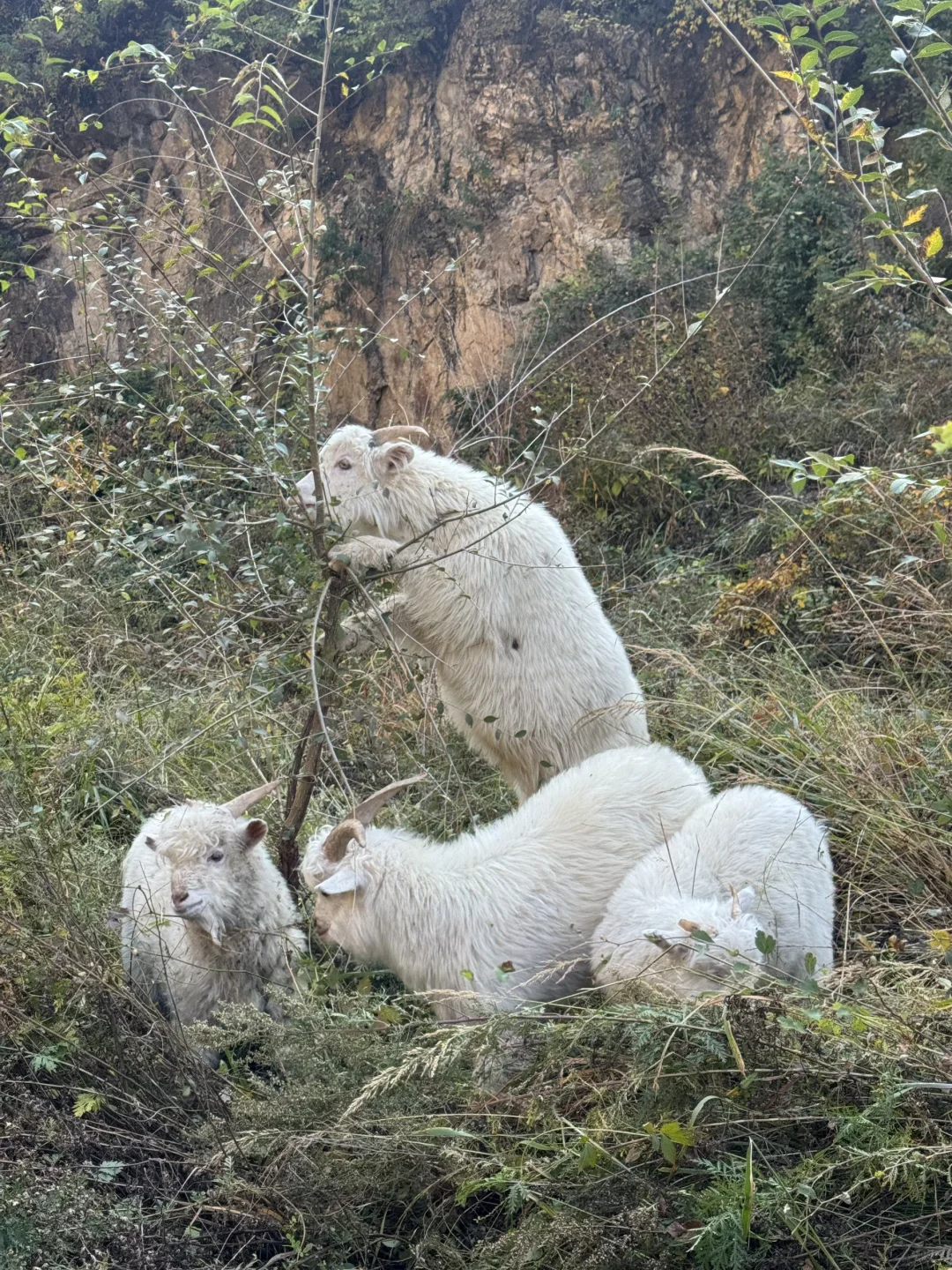 京津自驾4h｜辉川赏秋 人不多 叶子还在🍂