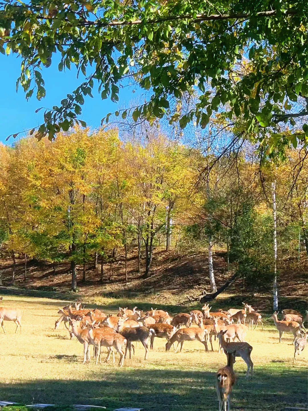 伊春追秋🍂 溪水国家森林公园 金山鹿苑🦌